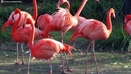 Flamants Roses rigolos qui bougent leurs têtes en même temps