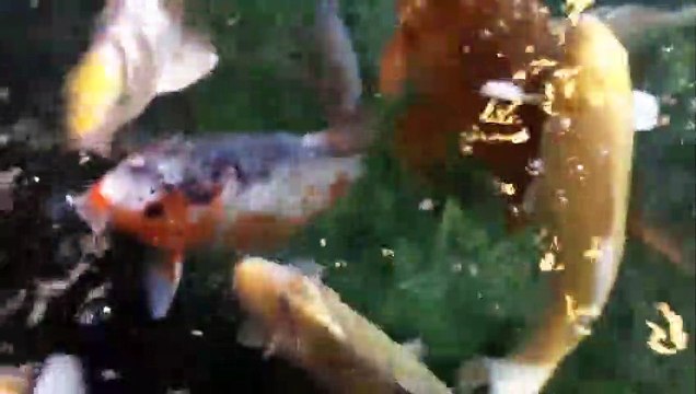 Carpes koï dans un bassin