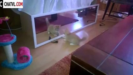 Funny Cat 2015 - Funny Baby Videos - Funny Animals Funny Videos 2015 #12