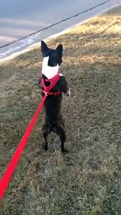 Son chien se balade debout   His dog is walking around standing up