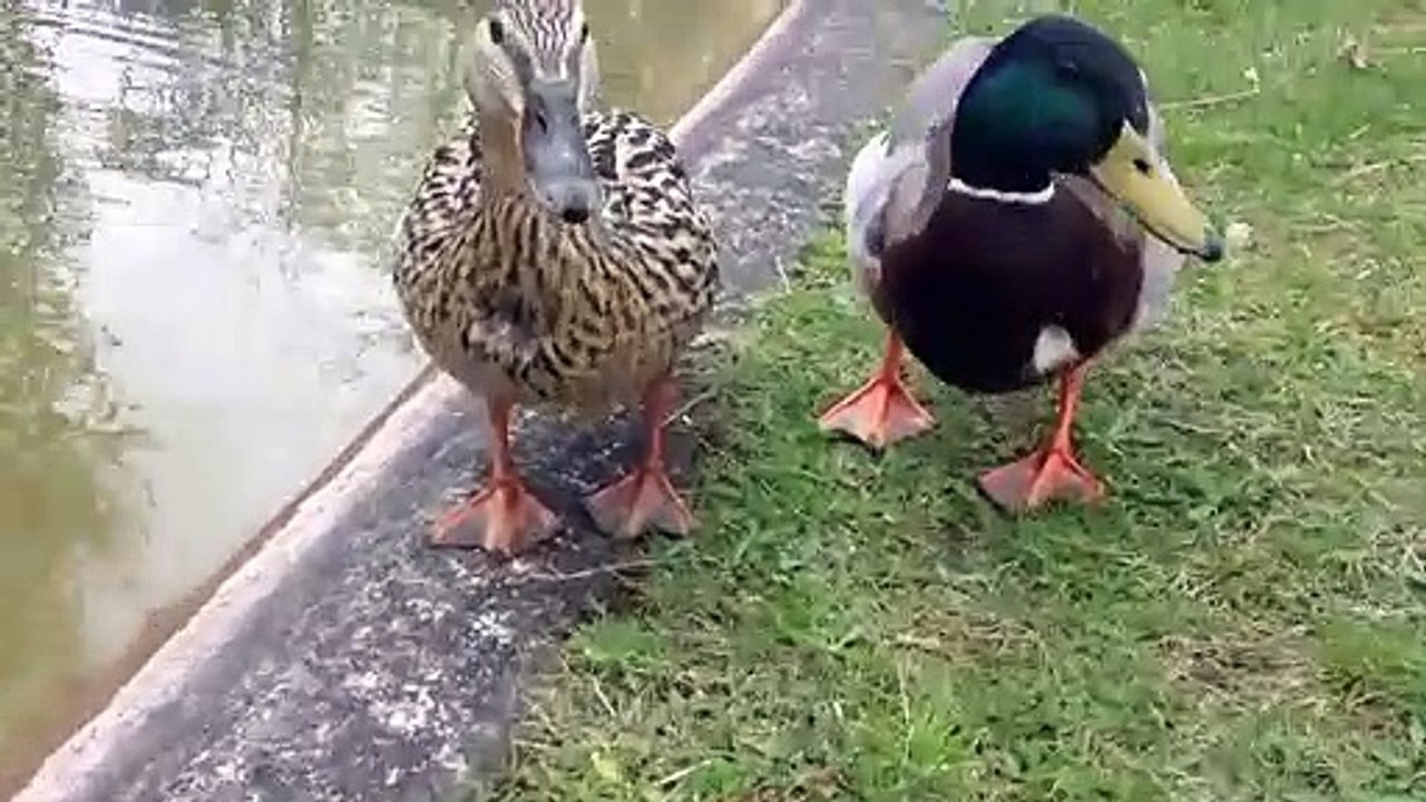 Coin Coin les canards ont faim