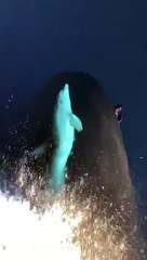 A dolphin swims at the bow of a boat   Un dauphin nage à la proue d'un bateau