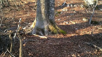 Un an avec un arbre en forêt et des animaux