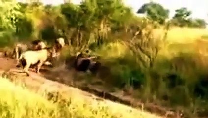 Dying Lion After The Battle   Dying Lion After The Battle Wild Animal Fights