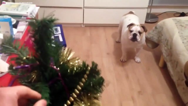 Bulldog anglais rigolo qui a peur du sapin de Noël