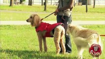Gag -Pet de chiens royal