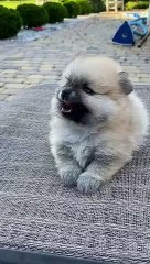 dog So sweet little Puppy #puppy #shorts #dog