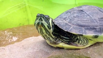 Grosses tortues de Floride dans un jardin
