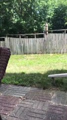 A child plays with a dog behind a palisade   Un enfant joue avec un chien derrière une palissade