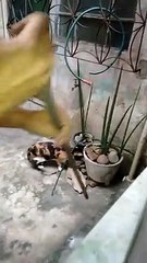 Un rat prend la fuite devant un chat