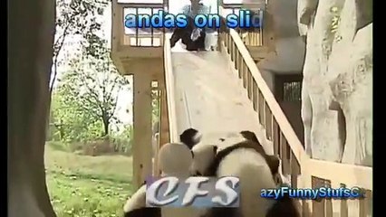 New Funny Animal Videos 2014 Panda at Playground!!