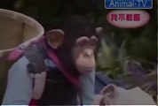 The Best Funny Animal Videos 2015, The Smart Monkey And Dog   monkeys time