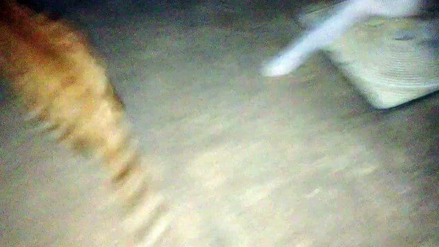 Chatons qui jouent au golf