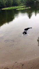 A new breed of crocodile   Une nouvelle race de crocodile