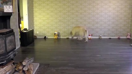 Cute dogs  Goldendoodle  Funny animal videos & funny stuffed animals with Ally  B set55 2015
