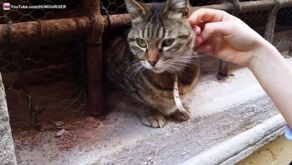 Gentil chat dans les rues de Venise