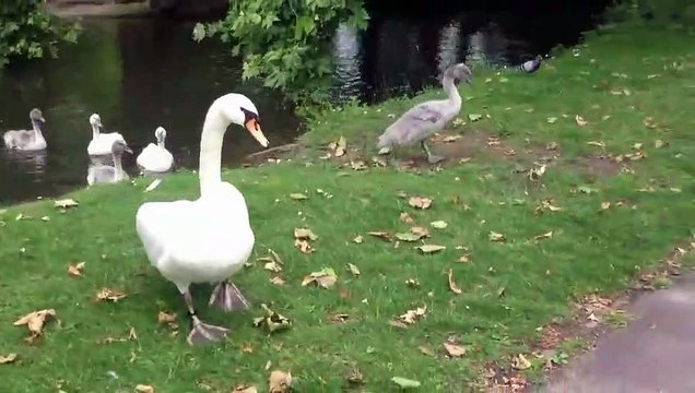 Bébés cygnes trop mignons (1-3) HD
