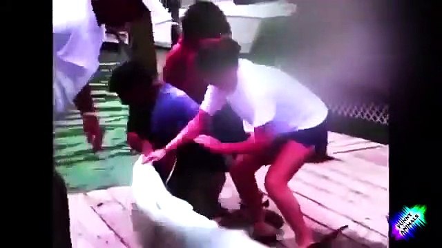 Funny Videos Funny Cats Funny Pranks Funny Animals Videos Funny Dogs 2015