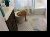 Funny Videos 2014 - Funny Cats Video - Funny Cat Videos Ever - Funny Animals Funny Fails 2014 (6)