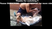 Funny animals 2015TROLL Funny Animals   Funniest Pet and Animal VINES COMPILATION 2015 HD TROLL (2)