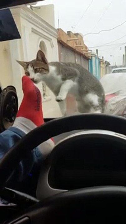 Faire peur à un chat sur une voiture   Scare a cat on a car