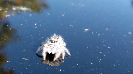 La Phidippus otiosus, une araignée sympathique   Phidippus otiosus, a sympathetic spider