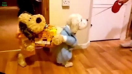 Funny Dogs Wearing Costumes Compilation 2013
