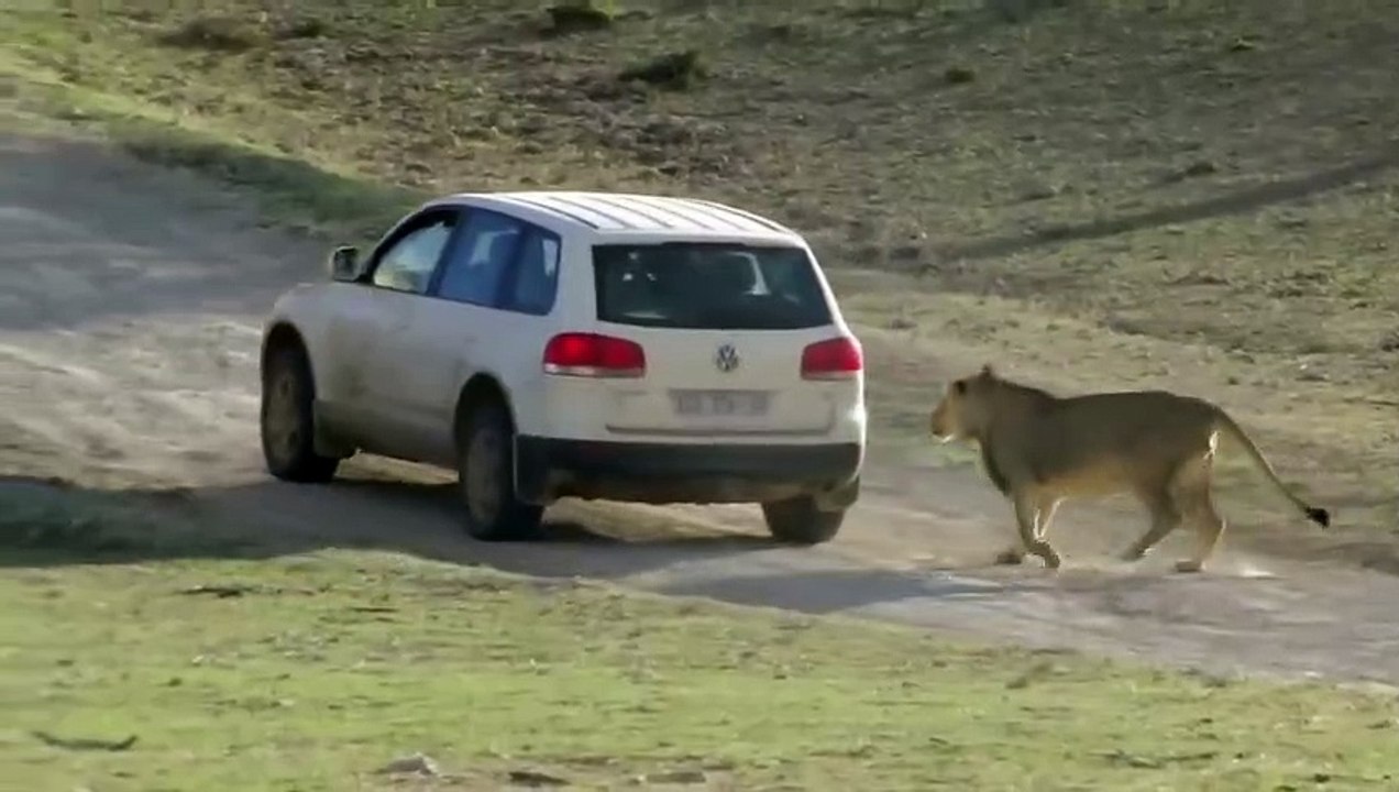 Funny Animal attacks on Humans   Lions Attack a Car
