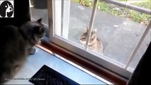 Коты за стеклом Animals behind the glass compilation