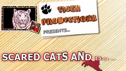 Scared cats and dogs - Funny and cute animal compilation (2)