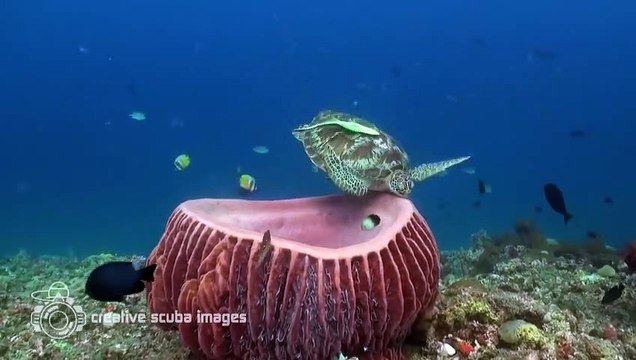 Une tortue de mer se prépare à faire la sieste A sea turtle prepares to take a nap