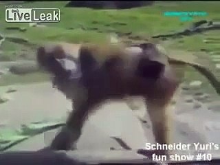 Nice Animal Compilation   Funny Animals