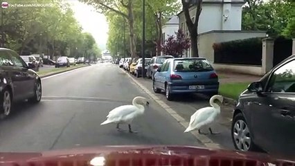 Deux Cygnes blancs qui traversent la route