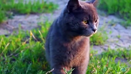 Il n'a jamais eu la moindre chance... Des combats d'animaux filmés sans pitié ! ont commencé dans le monde entier