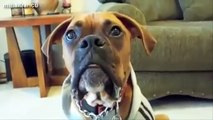 Funny Talking Dogs Compilation 2014 - Talking Dog Videos (4)
