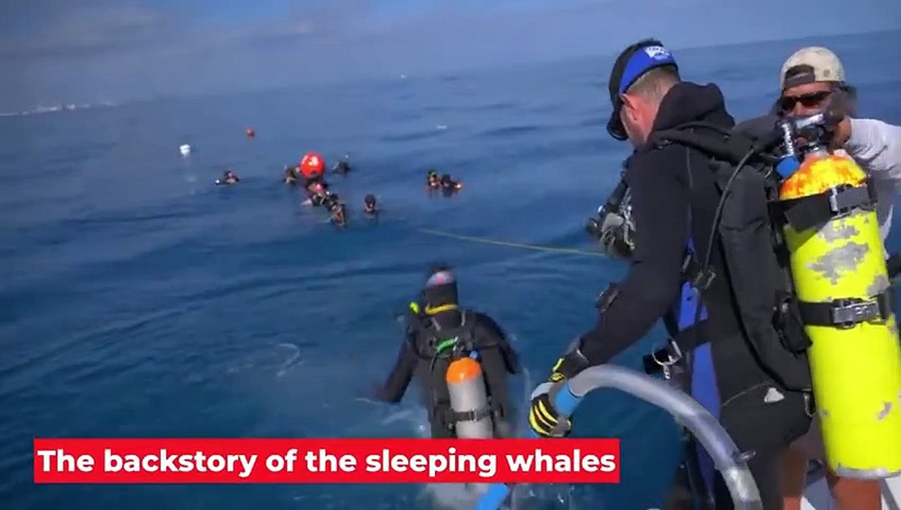 This Whale will Explode in a Second