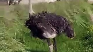 Alone Ostrich Flightless Bird