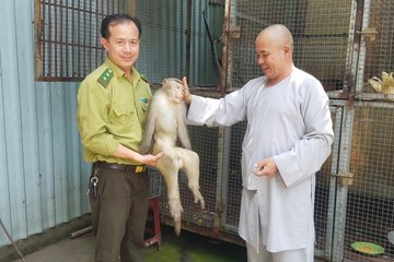 Ngôi chùa ở TP.HCM bàn giao con khỉ đuôi dài quý hiếm cho kiểm lâm