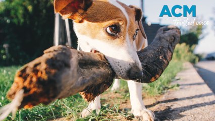 Playing fetch with your pet? Think twice before throwing that stick