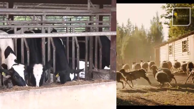 Pet Care II Serious Pets Issue II Vomiting and Regurgitation II Cats and dog II Veterinary Wizard