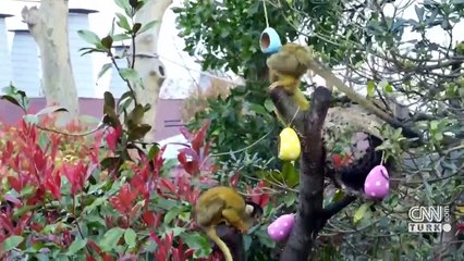 Hayvanat bahçesinde paskalya heyecanı