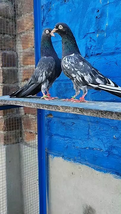 Royal Teddi Pair 100 % Resulted & High Performance Breed! World No 1 Breed -Pigeons Gallary #pakistanipigeons