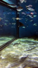 Stingray Swims in Circles