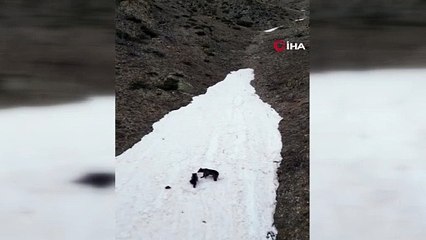 Karın tadını en güzel onlar çıkardı! Anne ayı ve yavrusunun kar keyfi böyle görüntülendi
