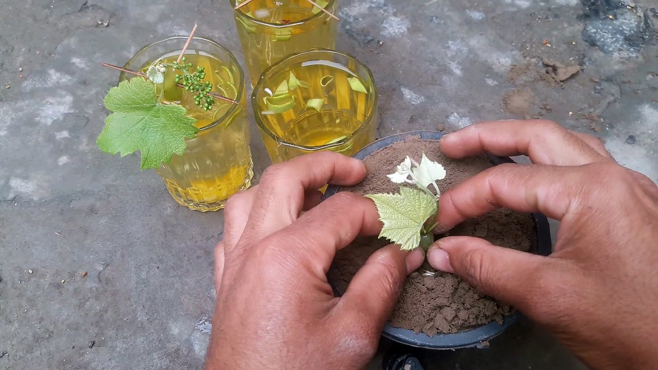 Grow grapes tree from grapes.  #grapes #gardeningcare