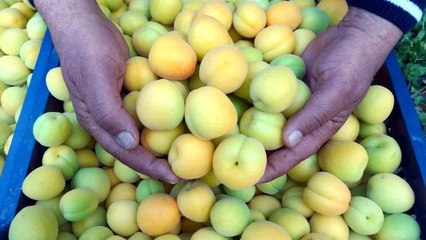 Sezonun ilk örtü altı kayısı hasadı yapıldı