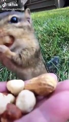 More Cute Animals for When You are Stressed