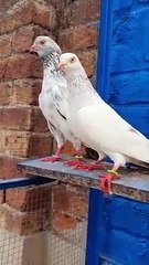 High Resulted Golden Breeder Pair Flying Timing 8 to 12 Hours -Pigeons Gallary #Pakistanipigeons #golden