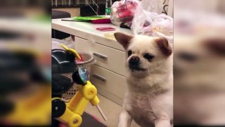 Baby Dogs - Cute and Funny Dog Videos Compilation #58 _ Aww Animals