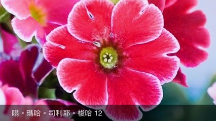 大吉祥天女咒  Lakshmi 功德天 Wealth Prosperity 財富 吉祥